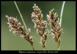 Attēlu rezultāti vaicājumam “Blysmus compressus”