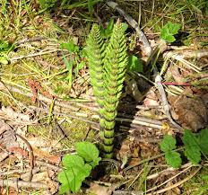 Attēlu rezultāti vaicājumam “Equisetum telmateia”