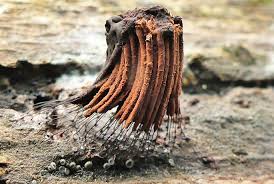 Attēlu rezultāti vaicājumam “Stemonitidaceae”