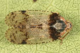 Attēlu rezultāti vaicājumam “Cixius sp.”