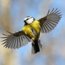 Image result for Cyanistes caeruleus