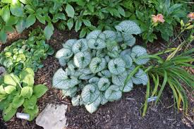 Image result for Brunnera `Jack Frost`