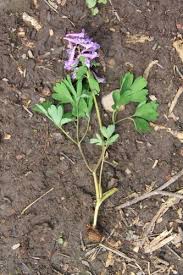 Attēlu rezultāti vaicājumam “Corydalis intermedia fruit”