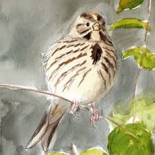 Image result for Emberiza calandra