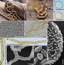 Attēlu rezultāti vaicājumam “Dictydiaethaliaceae”