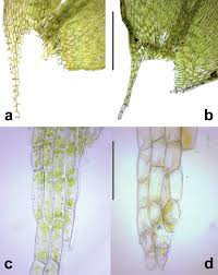 Attēlu rezultāti vaicājumam “Plagiothecium denticulatum”