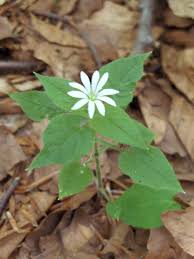 Attēlu rezultāti vaicājumam “Stellaria nemorum flower”