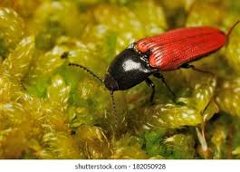 Attēlu rezultāti vaicājumam “Ampedus sp.”