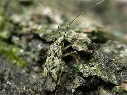 Attēlu rezultāti vaicājumam “Phytocoris tiliae”