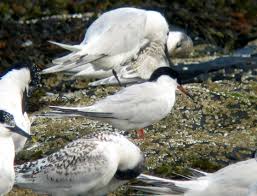 Image result for Sterna dougallii