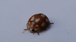 Attēlu rezultāti vaicājumam “Calvia decemguttata”