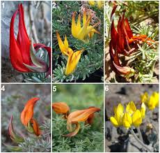 Attēlu rezultāti vaicājumam “Saussurea esthonica flower”