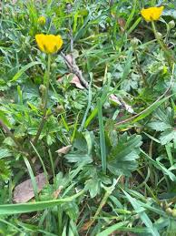 Attēlu rezultāti vaicājumam “Ranunculus repens leaf”