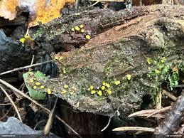 Attēlu rezultāti vaicājumam “Physarum penetrale”