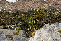 Attēlu rezultāti vaicājumam “Bryum capillare”