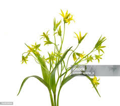 Attēlu rezultāti vaicājumam “Gagea lutea bud”