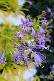 Attēlu rezultāti vaicājumam “Hosta sp. flower”