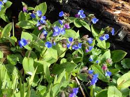 Attēlu rezultāti vaicājumam “Pulmonaria angustifolia”
