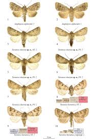 Attēlu rezultāti vaicājumam “Amphipyra”