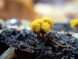 Attēlu rezultāti vaicājumam “Hemitrichia leiotricha stalked”