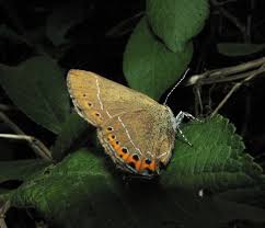 Attēlu rezultāti vaicājumam “Satyrium pruni”