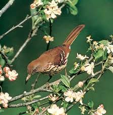 Image result for Toxostoma rufum