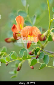 Image result for Colutea x media (arborescens x orientalis)