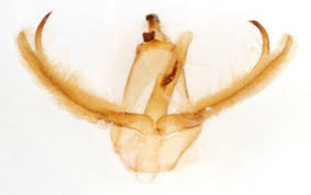 Attēlu rezultāti vaicājumam “Crambus hamella”