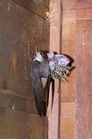 Image result for Chaetura pelagica