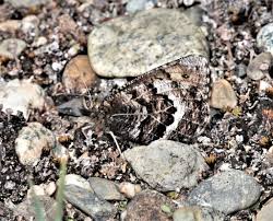 Attēlu rezultāti vaicājumam “Oeneis jutta underside”