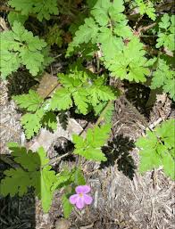 Attēlu rezultāti vaicājumam “Geranium robertianum leaf”