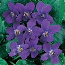 Attēlu rezultāti vaicājumam “Viola odorata flower”