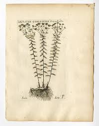 Image result for Inula hirta