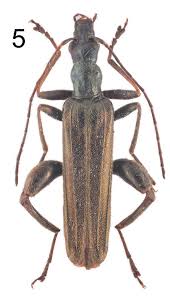 Attēlu rezultāti vaicājumam “Oedemera sp.”