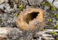 Attēlu rezultāti vaicājumam “Geopora arenicola”