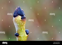 Attēlu rezultāti vaicājumam “Fraxinus excelsior Pendula bud”