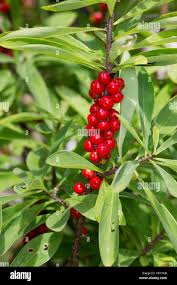 Attēlu rezultāti vaicājumam “Daphne mezereum fruit”