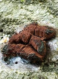 Attēlu rezultāti vaicājumam “Stemonitis lignicola spores”