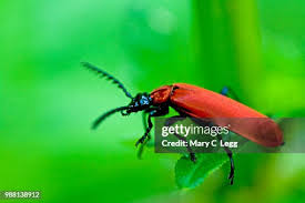 Attēlu rezultāti vaicājumam “Pyrochroa coccinea”