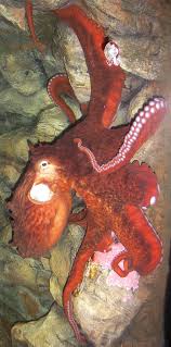 Image result for Enteroctopus dofleini