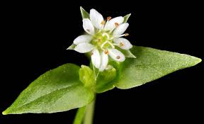 Attēlu rezultāti vaicājumam “Stellaria longifolia flower”