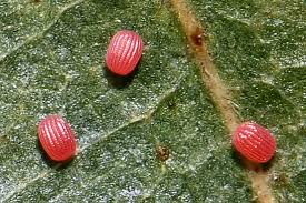 Attēlu rezultāti vaicājumam “Platytes alpinella”