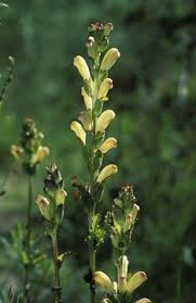 Attēlu rezultāti vaicājumam “Pedicularis sceptrum-carolinum flower”