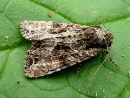 Attēlu rezultāti vaicājumam “Apamea remissa”