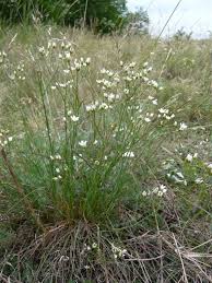 Attēlu rezultāti vaicājumam “Arenaria procera”