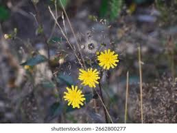 Attēlu rezultāti vaicājumam “Hieracium umbellatum flower”