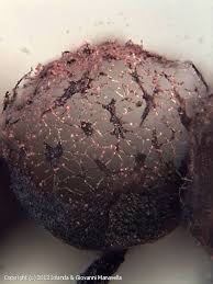 Attēlu rezultāti vaicājumam “Cribraria purpurea”