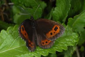 Attēlu rezultāti vaicājumam “Erebia ligea”