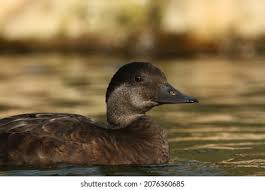 Attēlu rezultāti vaicājumam “Melanitta nigra”