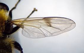 Attēlu rezultāti vaicājumam “Arctophila superbiens”